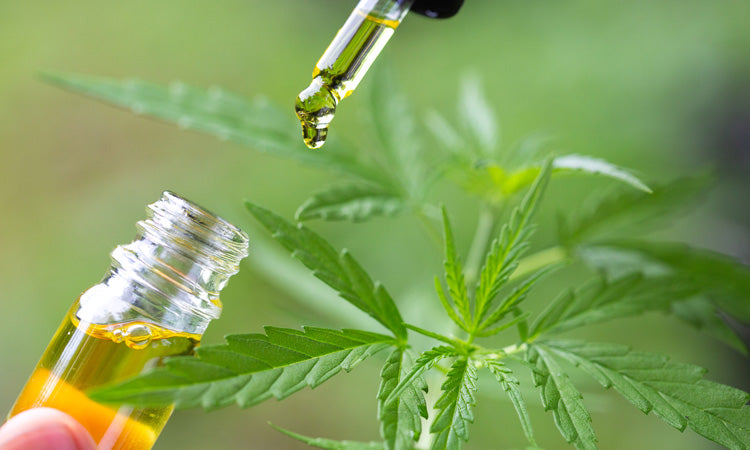Five Reasons Why CBD Needs to be a Part of Your New Year's Resolution