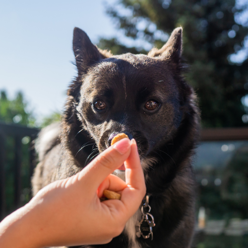 Duo Senses - Calming Peanut Butter and Beef Bone Broth Full Spectrum CBD Treats for Cats and Dogs 30 Treats per Bag, 1500mg